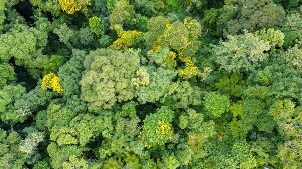 Impact Crucial des Zoos sur la Préservation des Espèces en Danger